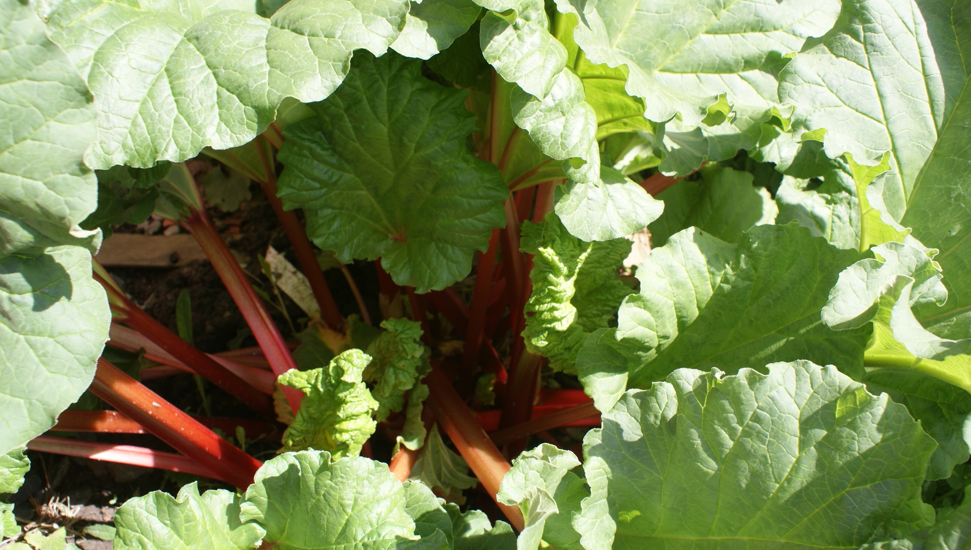 Rhubarb