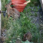 Rabbits 2011