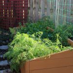 Carrots after three snowfalls November 2020
