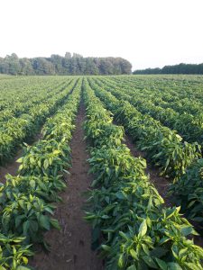 Peppers at Spruce Ridge Farm pic 3