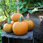 Pumpkin Pie