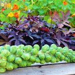 Brussels Sprouts with Butternut Squash