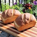 Sour Dough Sandwich Bread