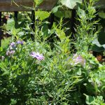 Creamy Dressing With Fresh Herbs And Tarragon Vinegar