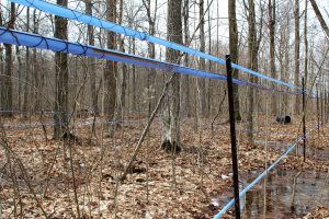 Tubing and sap flowing