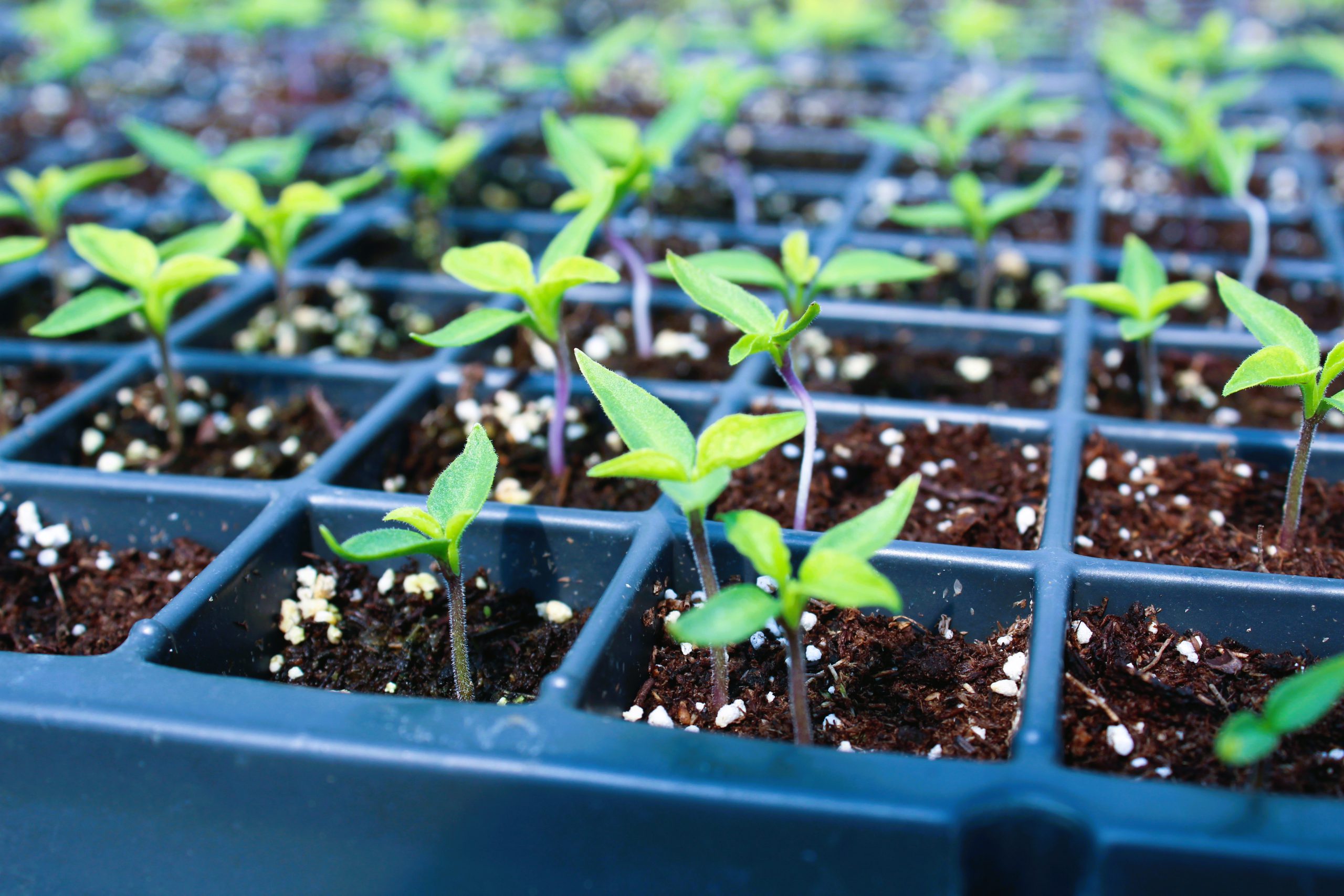 Spruce Ridge Farm pepper seedlings April 16
