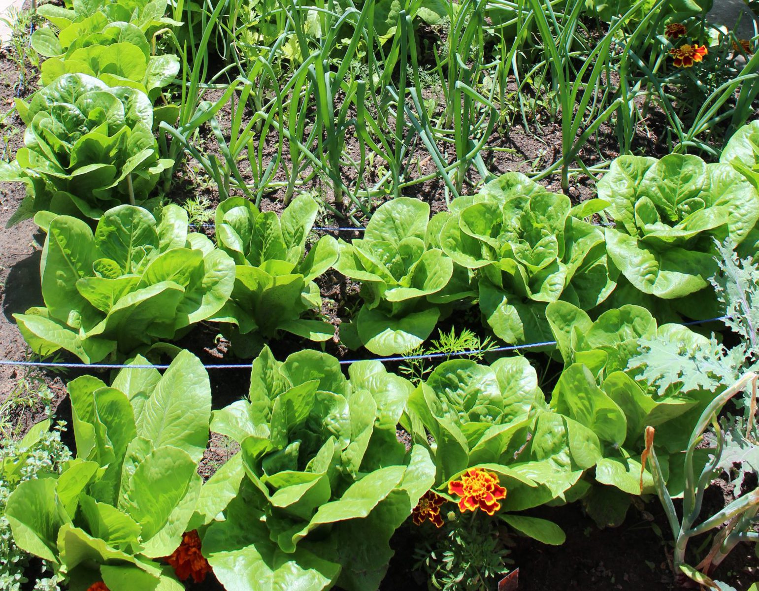 Raised garden June 2020